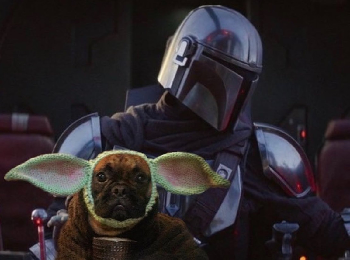 PHOTO Pug Wearing Baby Yoda Ears