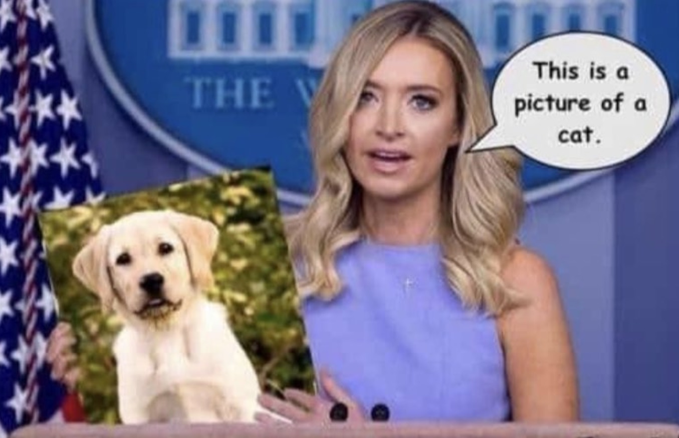 PHOTO This Is A Picture Of A Cat Kayleigh McEnany Meme