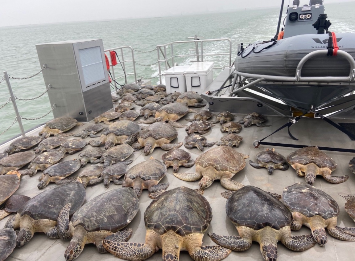 PHOTO 141 Sea Turtles Saved From Freezing Water In Brownsville Ship Channel