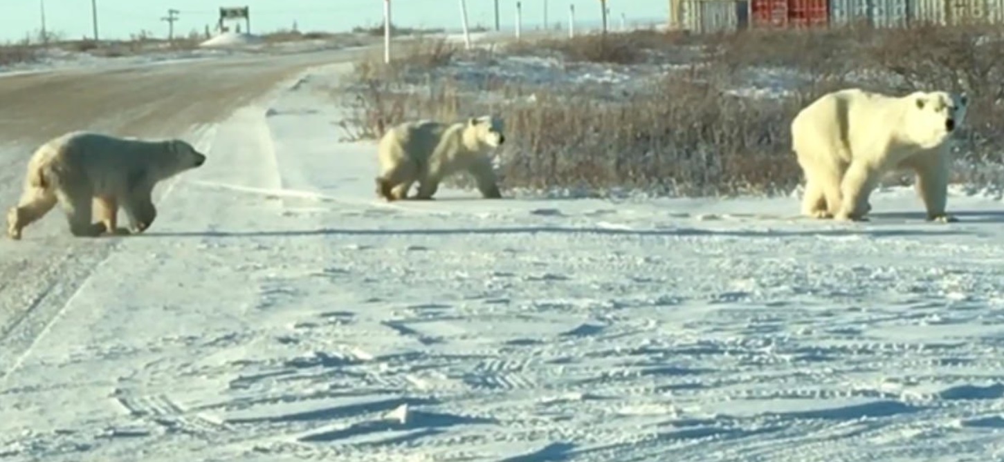 PHOTO Bears Walking Across Interstate 10 In Houston