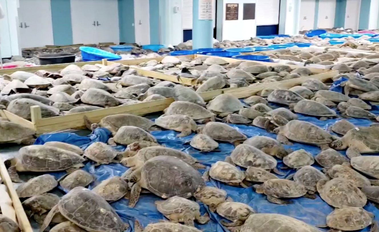 PHOTO Turtles Rescued By Texas Cold Weather Resting In Evacuation Center In South Padre Island