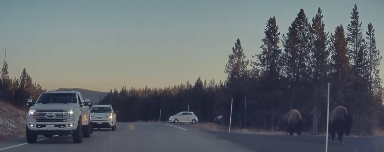 PHOTO Tesla Model Y Camera Picks Up 3 Bison On Side Of Road In Yellowstone National Park