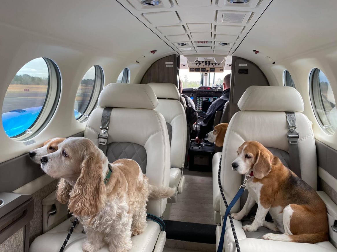 PHOTO Tony Buzbee's 4 Dogs Flying With Him On His Private Jet