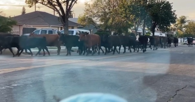 PHOTO Street View Of Cows Running Around In Pico Rivera California