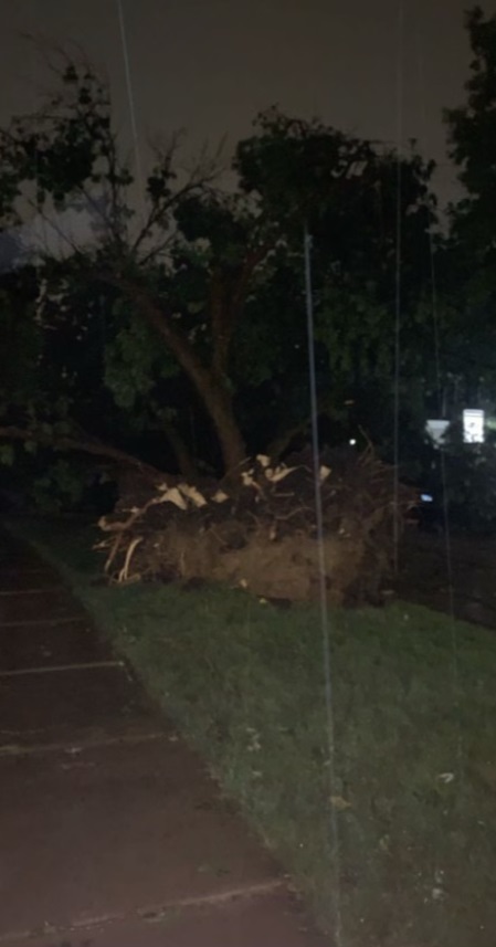 PHOTO Tree Uprooted In Naperville From Tornado Shows How Powerful It Was