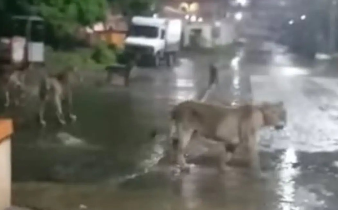 PHOTO Lions Walking Freely Around South Orange New Jersey After Escaping