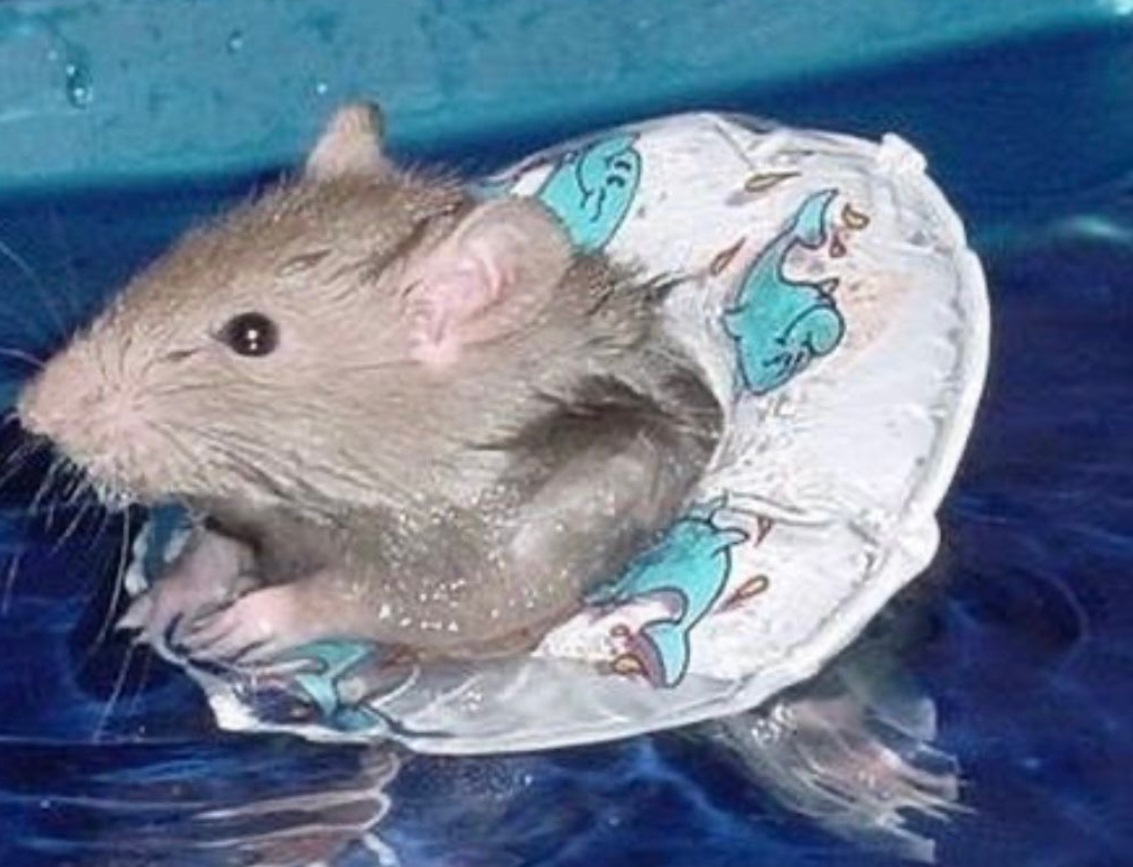 PHOTO Mouse Found A Floaty Device To Swim Streets Of New York