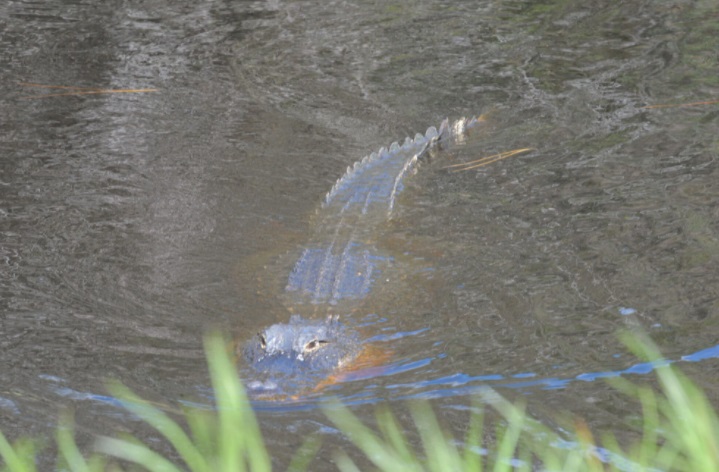 PHOTO Alligator Swimming In The Water Where Brian Laundrie's Body Was Found