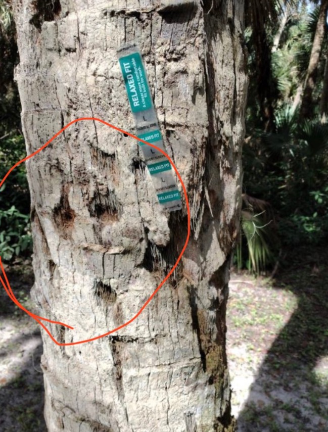 PHOTO Brian Laundrie Left Sticker From Brand Near Pair Of Jeans On Tree Trunk In Florida Park