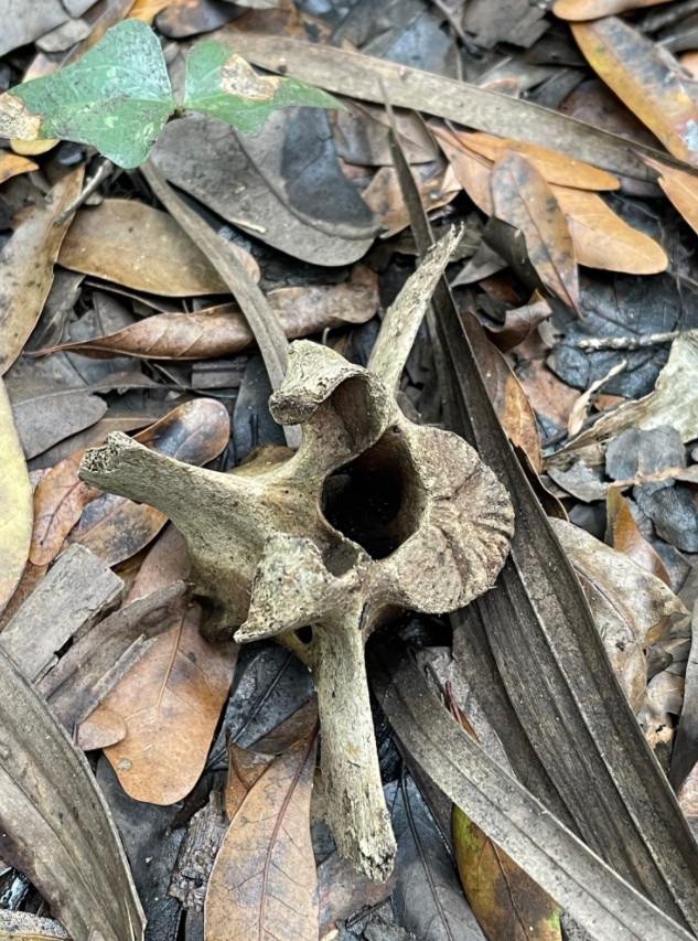 PHOTO Close Up Of Gators Bone Found 60 Yards From Brian Laundrie's Remains