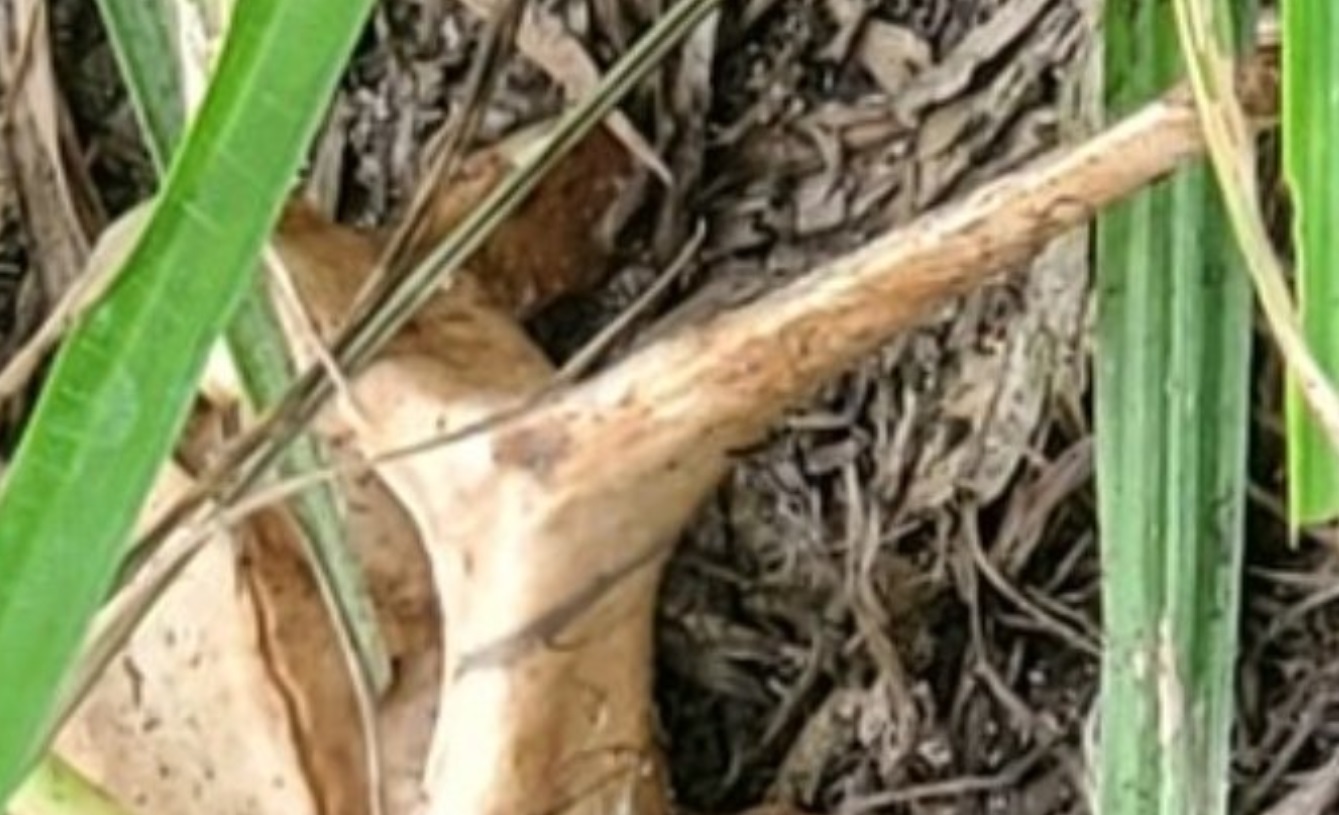 PHOTO Dead Gator Bones Found Next To Brian Laundrie's Human Remains In Carlton Reserve