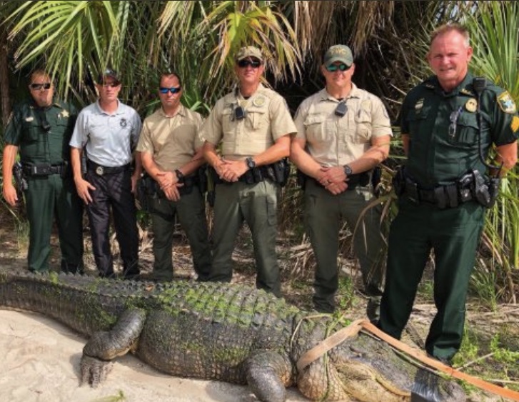 PHOTO The Alligator That Ate Brian Laundrie's Remains Is Over 100 Pounds And Has Huge Belly