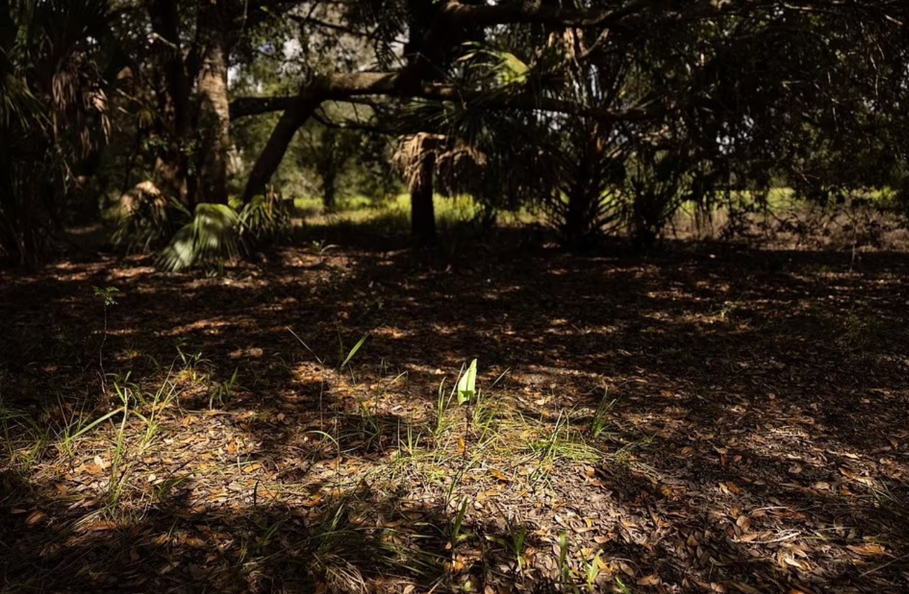 PHOTO Weeds Are Already Growing On Ground Where Brian Laundrie's Remains Were Scattered