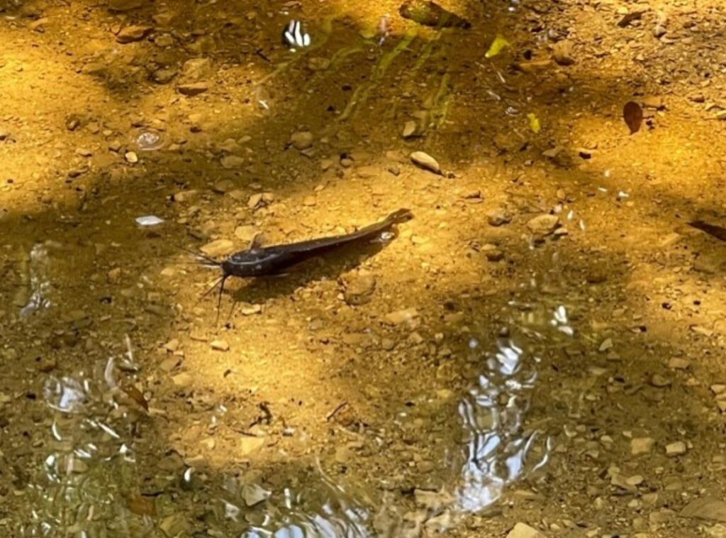 PHOTO What Carlton Reserve Looked Like Before The Water Drained Where