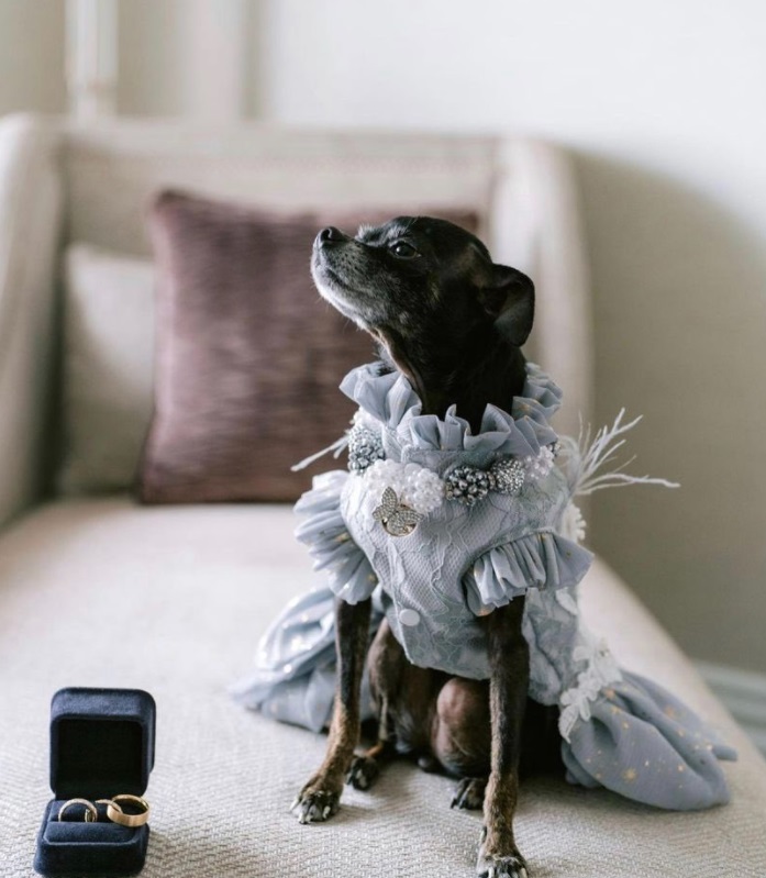 PHOTO Ivy Getty Dressed Her Dog Up In $3000 Designer Dress For Her Wedding