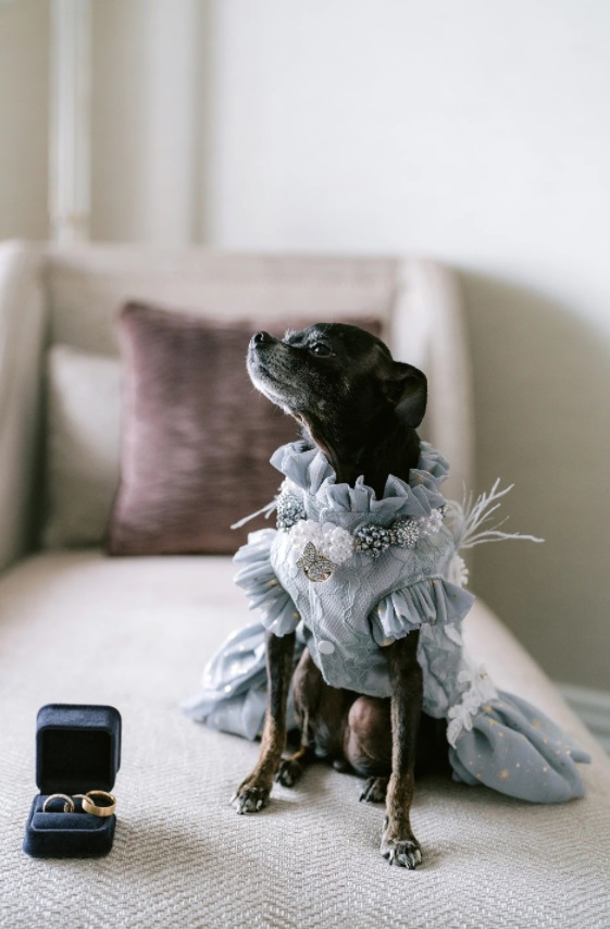 PHOTO Ivy Getty Made John Galliano Design A Dress For Her Rescue Chihuahua