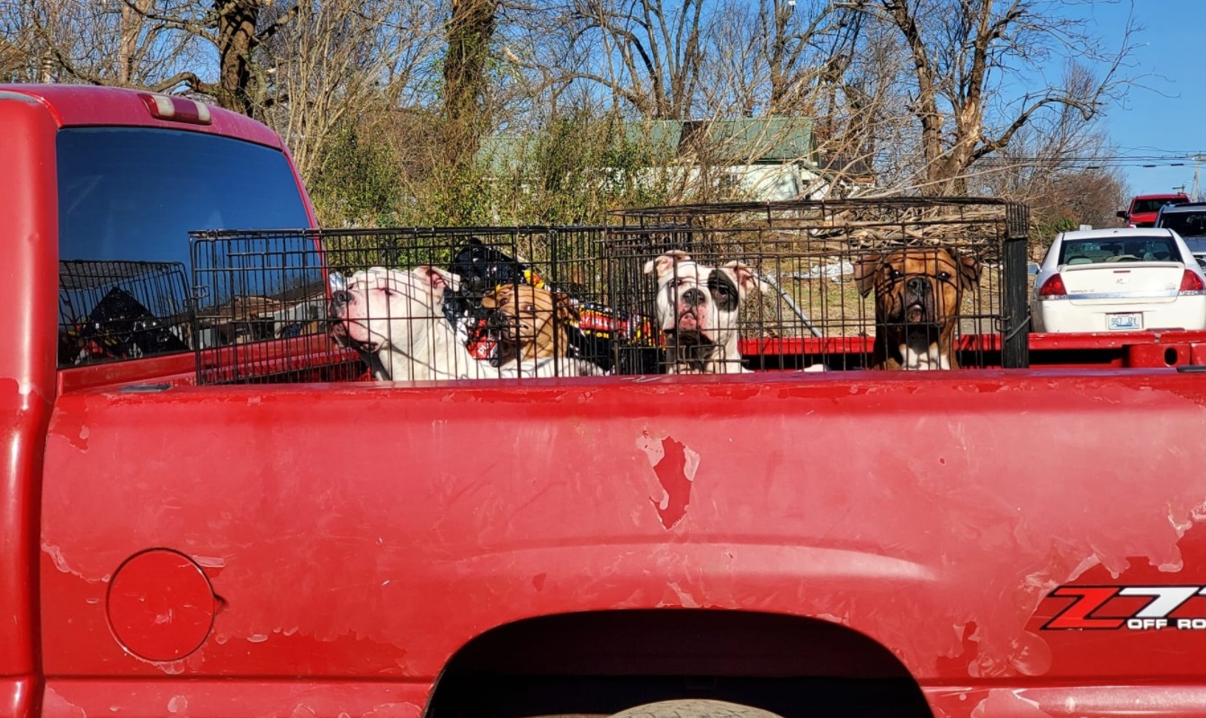 PHOTO Innocent Dogs Traumatized By Mayfield Kentucky Tornado Were Rescued By A Local Shelter