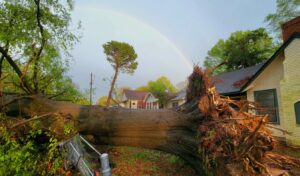 PHOTO 100 Year Old Tree With Giant Trunk Uprooted In Jackson MS By Tornado