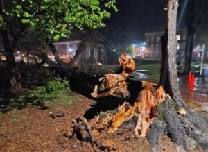 PHOTO Trees Uprooted All Over Univeristy Of Montevallo Campus After Tornado Hit