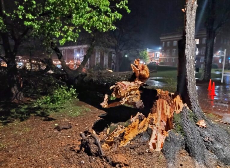 PHOTO Trees Uprooted All Over Univeristy Of Montevallo Campus After