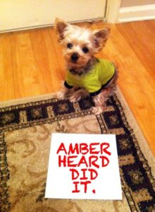 PHOTO Amber Heard And Johnny Depp's Very Tiny Teacup Yorkie Sitting At The Door Saying Amber Heard Did It Meme