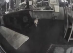 PHOTO Amber Heard Caught Lying Body Cam Footage From Police Officers Shows No Damage No Wine On The Walls In Penthouse