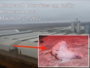 PHOTO Close Up Of Chicken After It Was Suffocated At Glen Taylor's Egg Facility