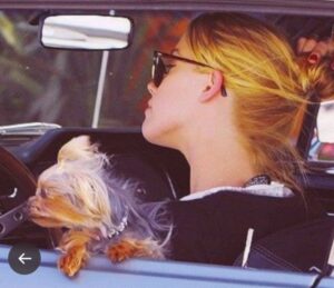 PHOTO Amber Heard Accused Johnny Of Holding On Of Their Dogs Out The Window Because It Was Dangerous But Here She Is Doing Just That