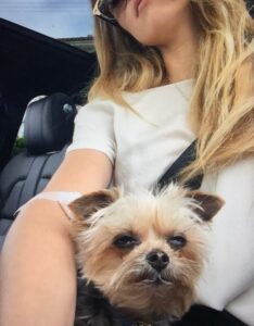 PHOTO Amber Heard Looking Hot With Her Dog On March 20 2015 In A Convertible With No Marks Despite Allegations In Australia Of Abuse From Johnny