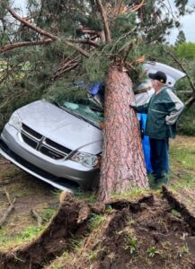 PHOTO Ancient 100 Year Old Tree Uprooted In Gaylord Michigan From Tornado