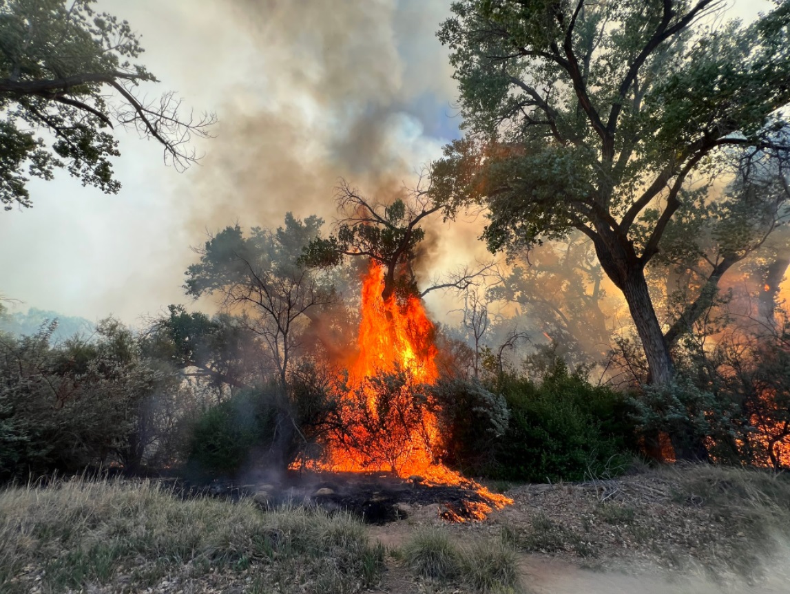 PHOTO Bosque In Albuquerque New Mexico Is On Fire On Both East And West ...