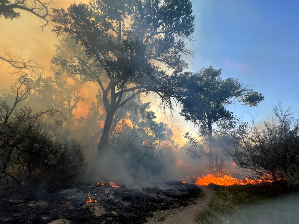 PHOTO Bosque In Albuquerque New Mexico Is On Fire On Both East And West ...