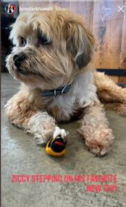 PHOTO Jennifer Howell Taking The P*ss Out Of Her Dog Stepping On A Bee