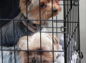 PHOTO Of Amber Heard's Dogs In Cages After She Smuggled Them Into Australia