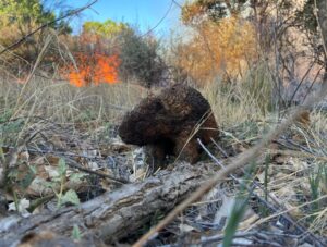 PHOTO Poor Beaver In Albuquerque New Mexico's Bosque Is Displaced By Fire