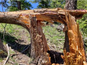 PHOTO Tornado Damage In Duchesne County Of US Route 191