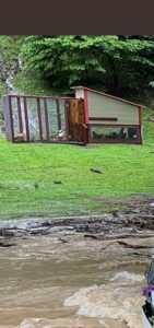 PHOTO Chickens' Homes In Kentucky Are Ruined They Can't Figure Out Why Water Has Taken Over Their Land