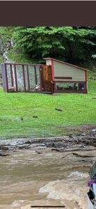 PHOTO Chickens On The Loose In Hazard Kentucky From Flash Flooding