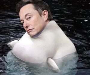 PHOTO Elon Musk Barely Floating Above The Surface Like A Little Duck Meme