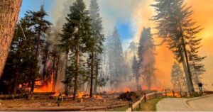 PHOTO Giant Sequioas In Mariposa Grove On Fire Saturday