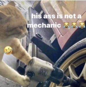 PHOTO His As* Is Not A Mechanic Rob Pelinka Cat Meme