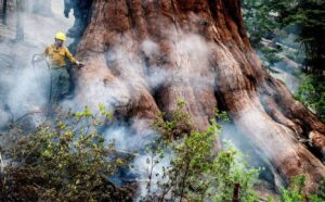 PHOTO Sequioa Tree Being Protected By The Washburn Fire In Mariposa Grove In Yosemite National Park