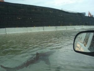 PHOTO Close Up Of Shark Swimming Across The Water At On Ramp To Freeway In Fort Myers Beach