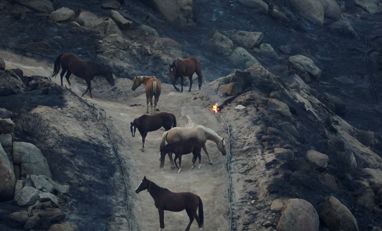 PHOTO Horses In Hemet California Look For Shelter As Fire Climbs Hill