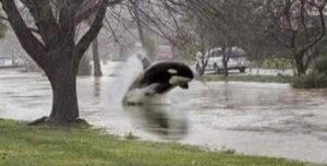 PHOTO This Thursday In Tampa Bay When Dolphins Are Swimming In The Streets Meme