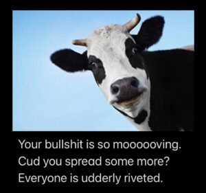 PHOTO Your Bullsh*t Is So Moving Cud You Spread Some More Everyone Is Udderly Riveted Cow Meme