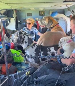 PHOTO All Dogs On Sanibel Island Had To Be Airlifed To Safety By US Coast Guard After Hurricane Ian