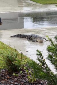 PHOTO Alligators Roaming Everywhere In Cape Coral Florida After Hurricane Ian