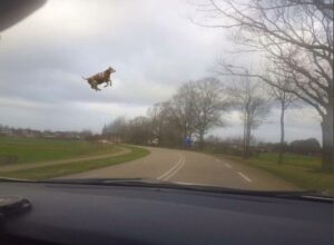 PHOTO Cows Flying Across The Road In Midair During Tornado In Burlington Wisconsin