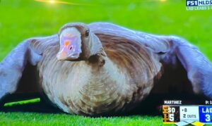 PHOTO Giant Duck Spread Out On The Field During Padres Dodgers Game